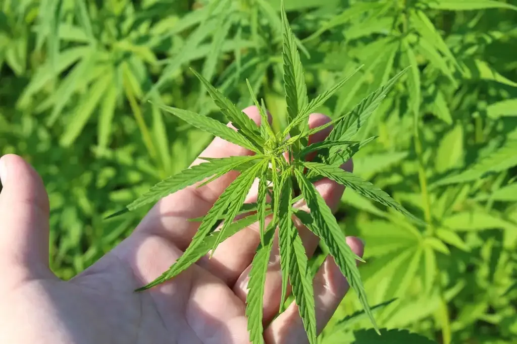 plantação de cannabis e uma mão segurando uma planta de cannabis