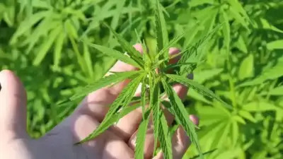 STJ adia mais uma vez regulamentação da cannabis medicinal