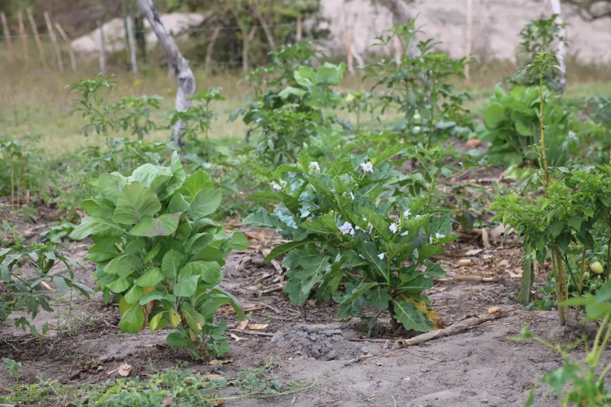 Hortaliças plantadas