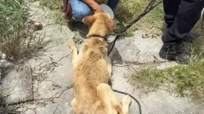 Mulher presa por maus-tratos a c&atilde;o em opera&ccedil;&atilde;o da PC-BA em Feira