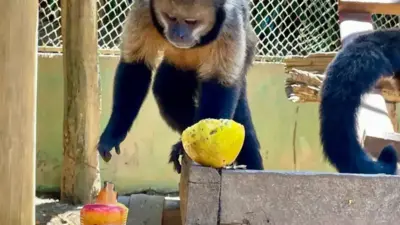 Zoocol&eacute;s e Sombras: O Plano do Zoo da Bahia contra o Ver&atilde;o