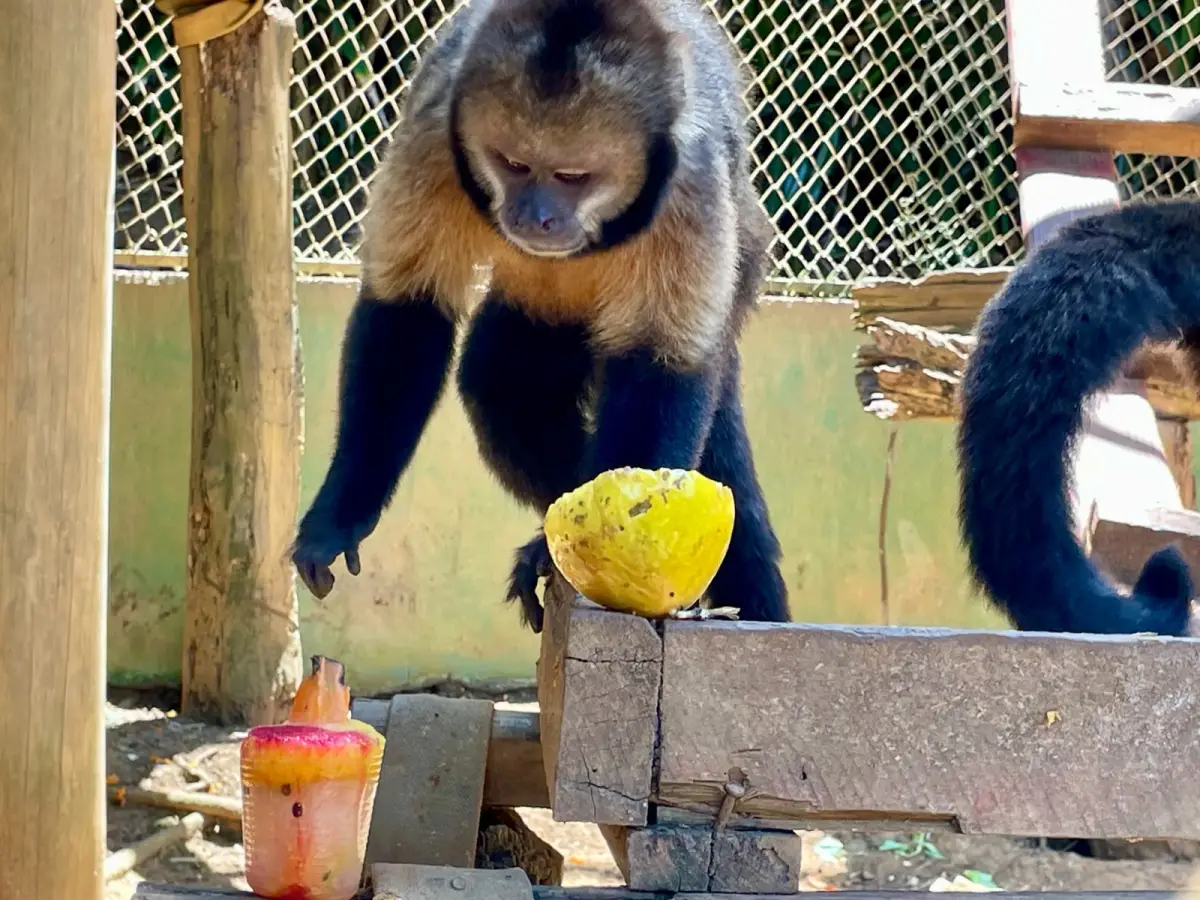 Macacos no zoologico se alimentando com frutas geladas