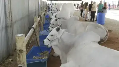 Um quarto de toda a riqueza da Bahia sai do campo em 2025