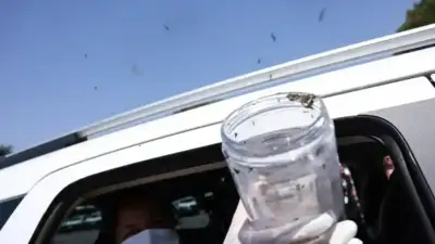 Bahia testa solução biológica contra dengue em terras indígenas