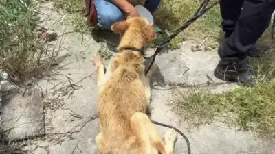 Mulher presa por maus-tratos a cão em operação da PC-BA em Feira