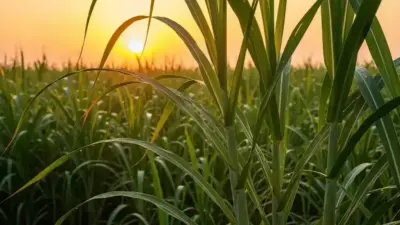 Efici&ecirc;ncia no Campo: Tecnologia e La Ni&ntilde;a impulsionam safra de ver&atilde;o na Bahia