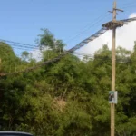 Salvador inaugura passagens de fauna para proteger animais silvestres