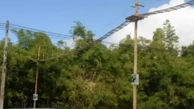 Salvador inaugura passagens de fauna para proteger animais silvestres