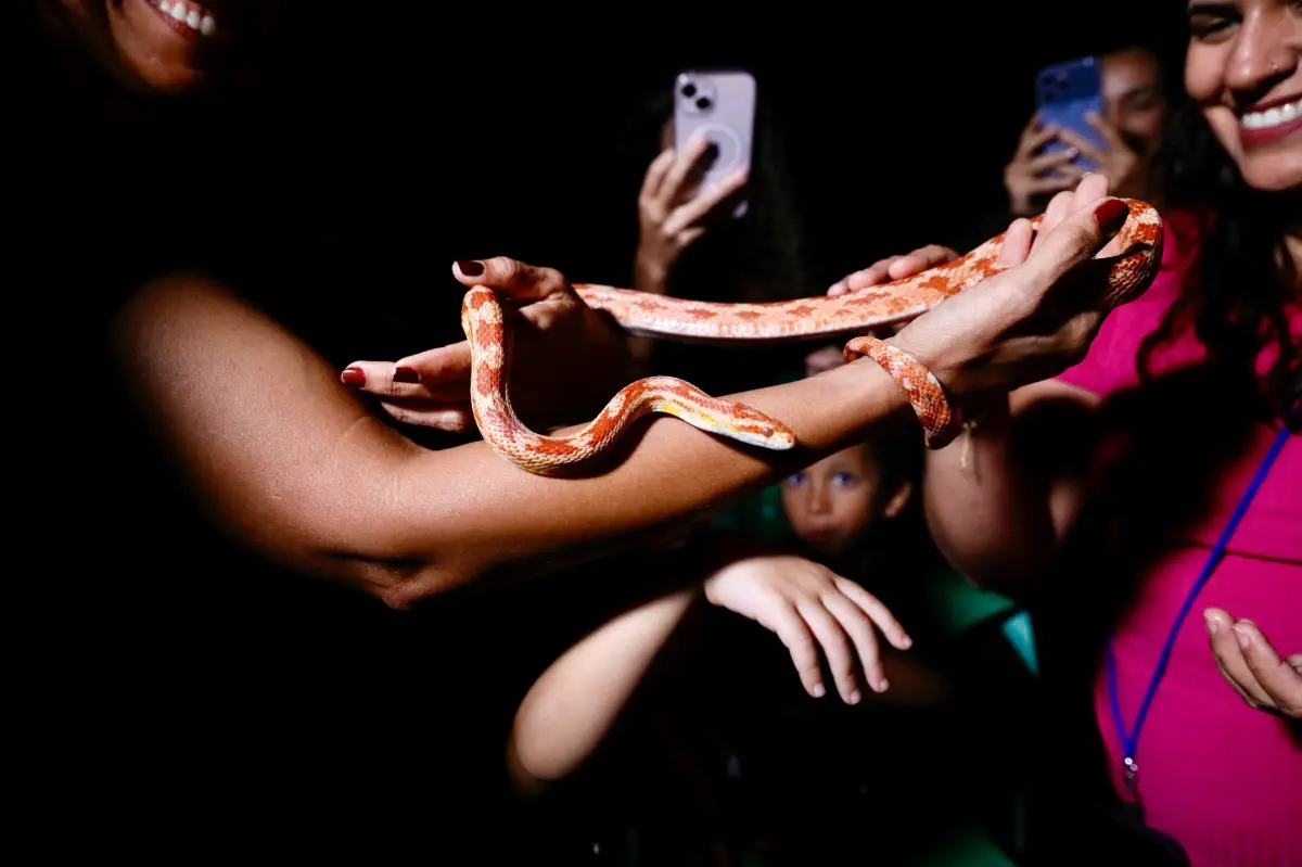 Pessoas no zoo pegando uma cobra Pessoas no zoo pegando uma cobra