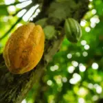 Bahia lidera suspens&atilde;o de importa&ccedil;&atilde;o de cacau africano