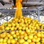 Bahia mant&eacute;m 7&ordf; posi&ccedil;&atilde;o nacional na produ&ccedil;&atilde;o de gr&atilde;os em 2026