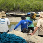 Fiscalização do Inema solta 5,7 mil caranguejos em defeso