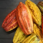 Governador cria comissão após queda no preço do cacau