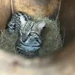 Jaguatirica reabilitada retorna &agrave; natureza em Campo Formoso