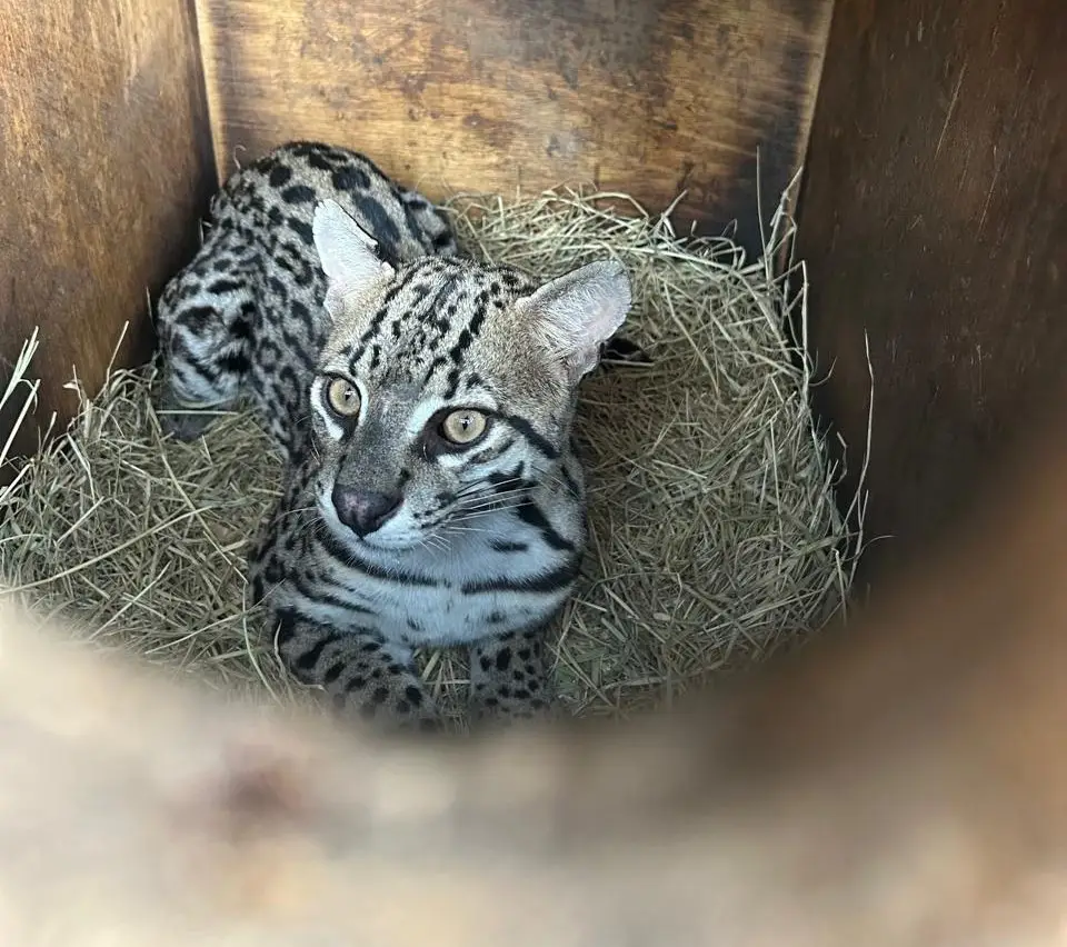 jaguatirica salva jaguatirica salva