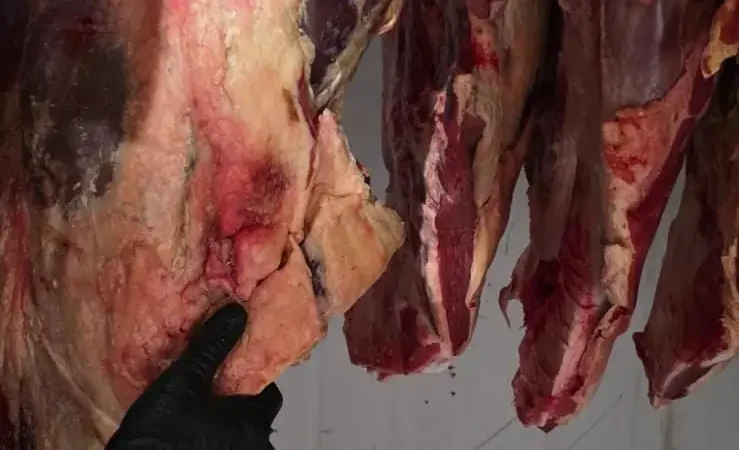 Carne bovina clandestina