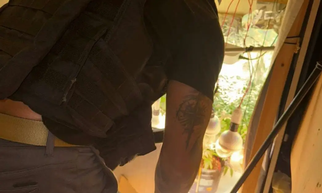 Policial olhando estufa de maconhas plantadas