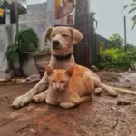 Proposta cria delegacia especializada para animais na Bahia