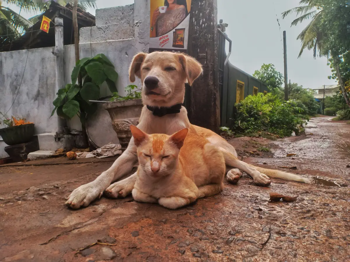 Cachorro e gato