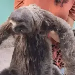 Resgate de Pregui&ccedil;a no IFBA Refor&ccedil;a Orienta&ccedil;&otilde;es de Seguran&ccedil;a