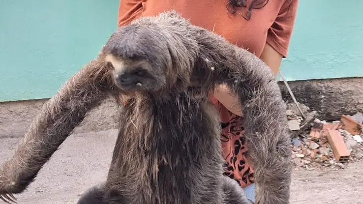 Bicho preguiça resgatado pelo Inema.