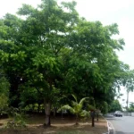 Salvador colhe sombra de 130 mil árvores plantadas há uma década