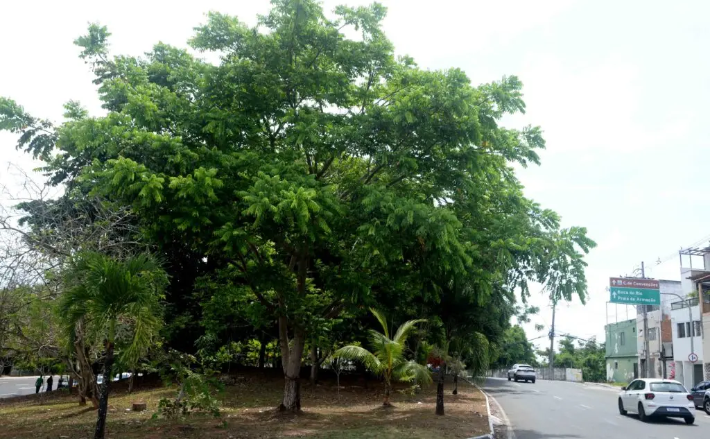 Árvore em Salvador