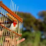 58 mil animais silvestres resgatados na Bahia t&ecirc;m nova chance na natureza