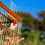 58 mil animais silvestres resgatados na Bahia t&ecirc;m nova chance na natureza