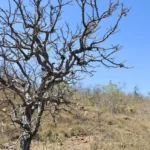 Bahia avan&ccedil;a com Plano Estadual contra Desertifica&ccedil;&atilde;o para lan&ccedil;ar em 2026
