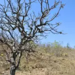 Bahia avança com Plano Estadual contra Desertificação para lançar em 2026