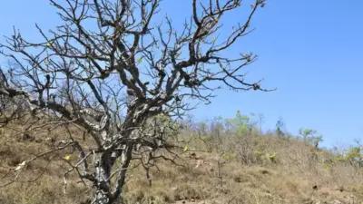 Governador cria comiss&atilde;o ap&oacute;s queda no pre&ccedil;o do cacau
