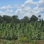 Operação Deméter erradica 180 mil pés de maconha em Bonito