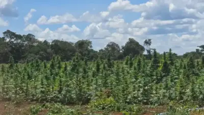 Opera&ccedil;&atilde;o Dem&eacute;ter erradica 180 mil p&eacute;s de maconha em Bonito