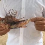 Peixe-leão invasor aciona alerta nas praias de Lauro de Freitas
