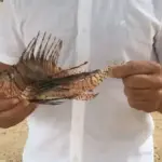 Peixe-le&atilde;o invasor aciona alerta nas praias de Lauro de Freitas