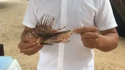 Peixe-le&atilde;o invasor aciona alerta nas praias de Lauro de Freitas