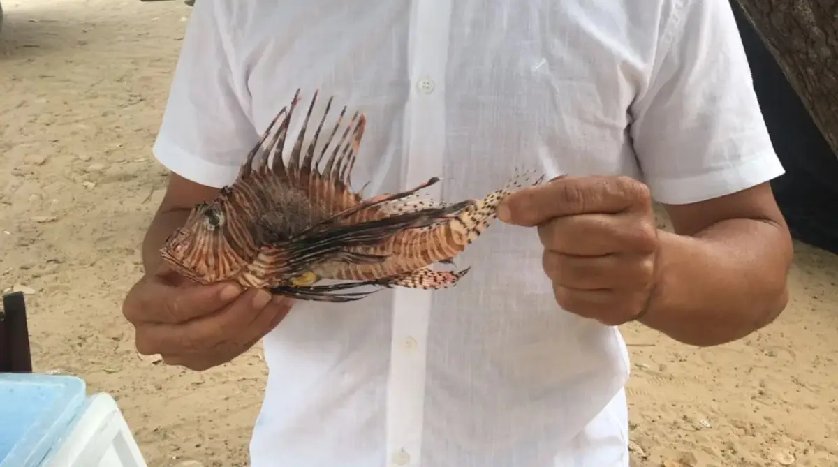 Peixe-leão invade praia em Lauro de Freitas