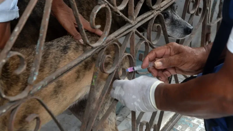 Vacinação antirrábica atinge bairros de fronteira em Salvador