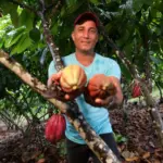 Cacau+ amplia produ&ccedil;&atilde;o em 50% e atender&aacute; 3.4 mil fam&iacute;lias na Bahia em 2026