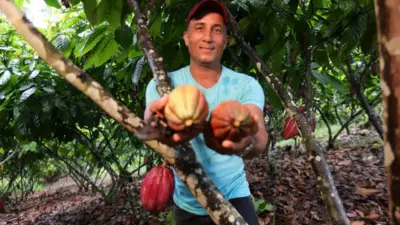 Cacau+ amplia produ&ccedil;&atilde;o em 50% e atender&aacute; 3.4 mil fam&iacute;lias na Bahia em 2026