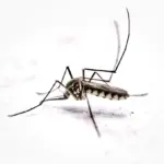 Chikungunya: Bahia registra 7.500 casos e 2 mortes em 2025, diz Sesab