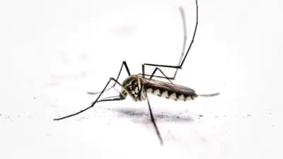 Chikungunya: Bahia registra 7.500 casos e 2 mortes em 2025, diz Sesab