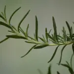 Anvisa apreende mostarda Cepera e alecrim Nati Sul por irregularidades sanitárias