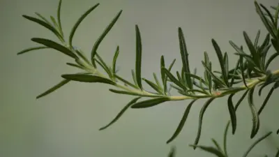 Anvisa apreende mostarda Cepera e alecrim Nati Sul por irregularidades sanitárias