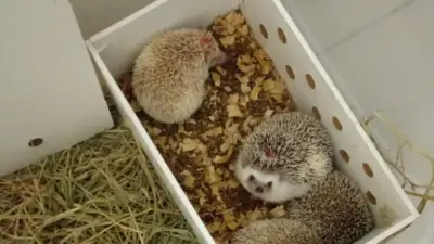 ouriços resgatados pela polícia federal rodoviaria