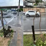 Vandalismo causa prejuízo de R$ 3 milhões à arborização de Salvador