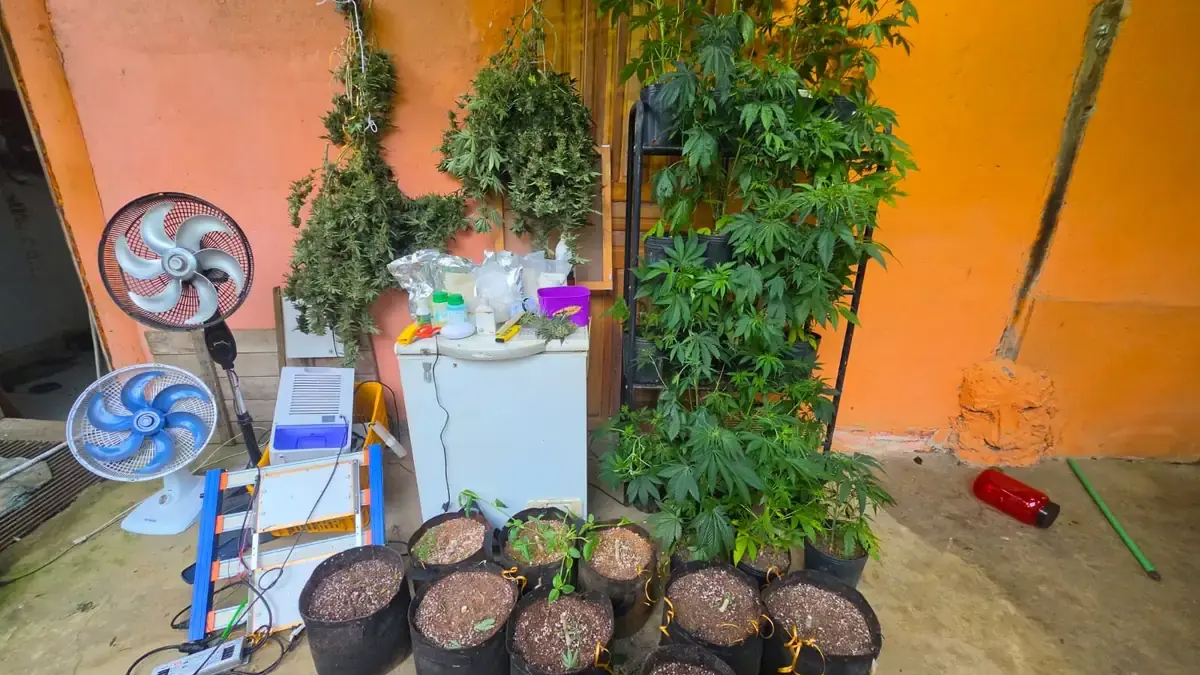 drogas apreendidas