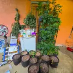 Drogas, munições e estufa de maconha são apreendidas em Itacaré