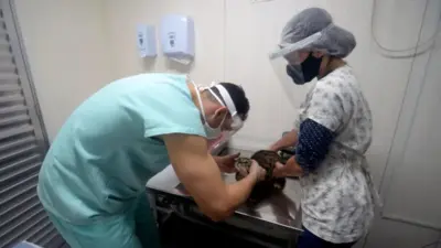 Castração gratuita em Salvador: agendamento para cães e gatos está aberto